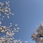 桜　3月
