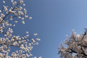 桜　3月