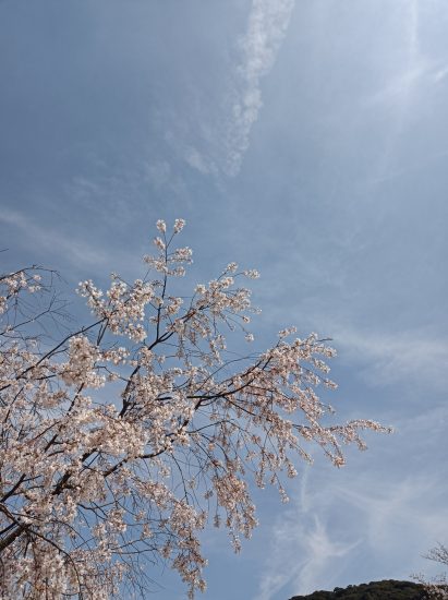桜　サクラ